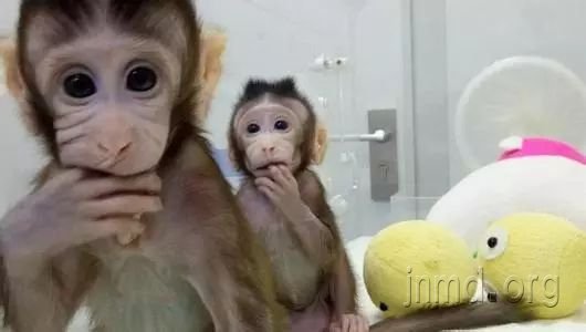 克隆猴“中中”和“华华”