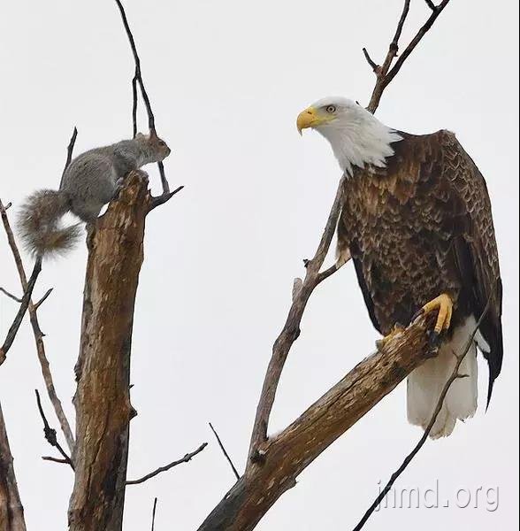 小松鼠战胜大秃鹰