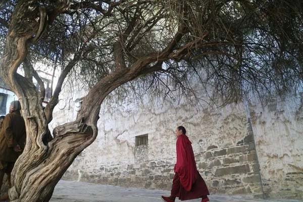 遇见多佳和尚之后