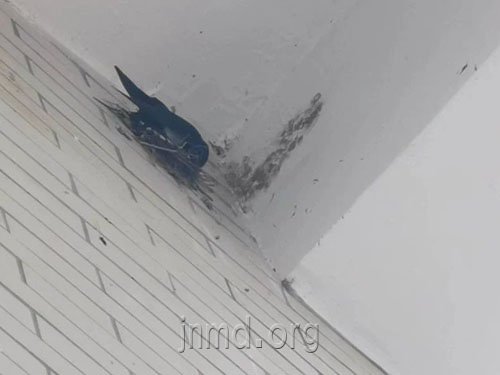 燕子在原址重又开始筑巢