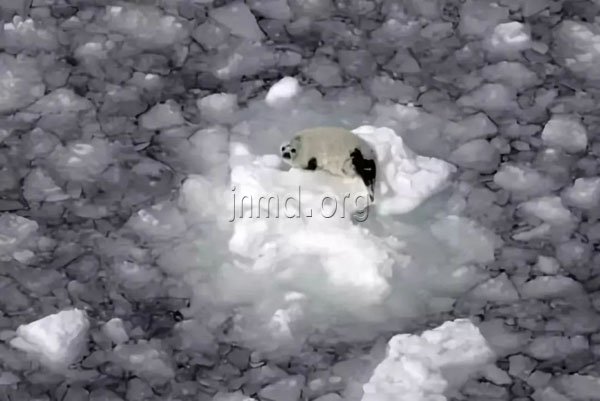 游了9天终于找到一块海冰得以栖身的海豹。